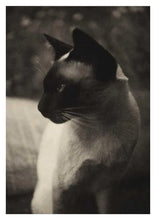 Ladda bild till bildvisaren Cats 50 Postcards