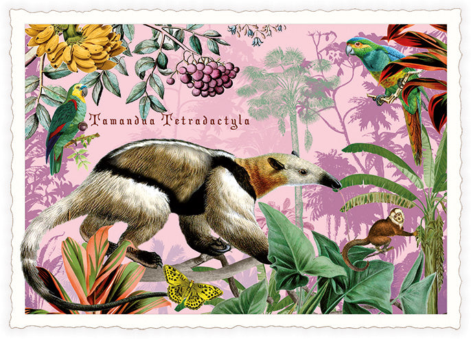Carte Postale Tamanoir