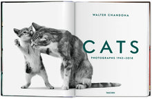 Ladda bild till bildvisaren Cats Photographs