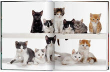 Ladda bild till bildvisaren Cats Photographs
