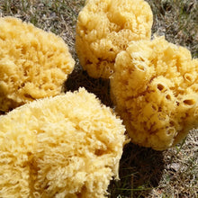 Ladda bild till bildvisaren Natursvamp