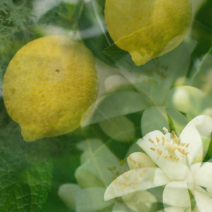 Cedrato Lime